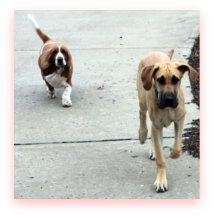Bassett Hound and Great Dane puppy running