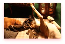 Bassett Hound playing with Great Dane puppy