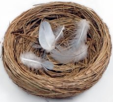 An empty nest