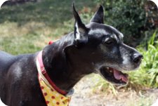 black Great Dane profile