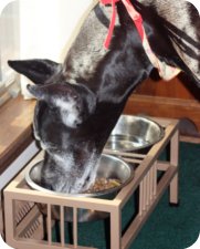 black Great Dane eating