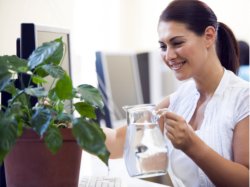 Woman watering a plant