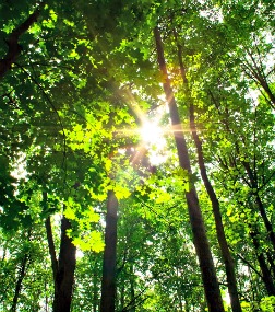 sun shining through forest trees
