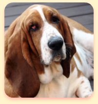 Bassett Hound