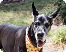 black Great Dane head shot