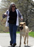 woman walking Great Dane puppy