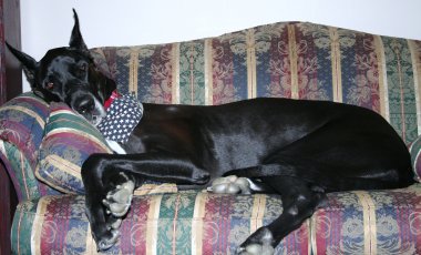 black Great Dane sleeping on a sofa