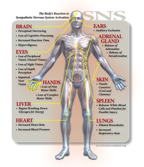 the body's reaction to stress